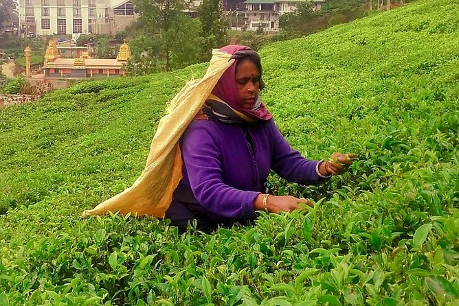 Nuwara Eliya Tea factory and waterfall tour - Timing, comfort, and practical planning