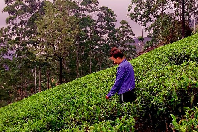 Nuwara Eliya Tea factory and waterfall tour - Who will enjoy this tour most?
