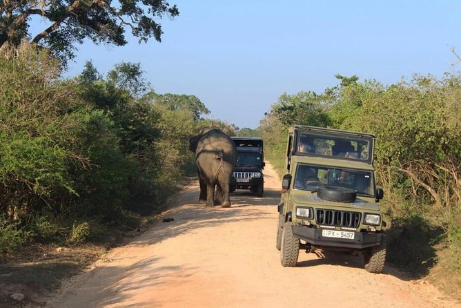One Day Udawalawe Safari from Galle/Mirissa/Unawatuna/Hikkaduwa - Why this Udawalawe day trip works from the south coast