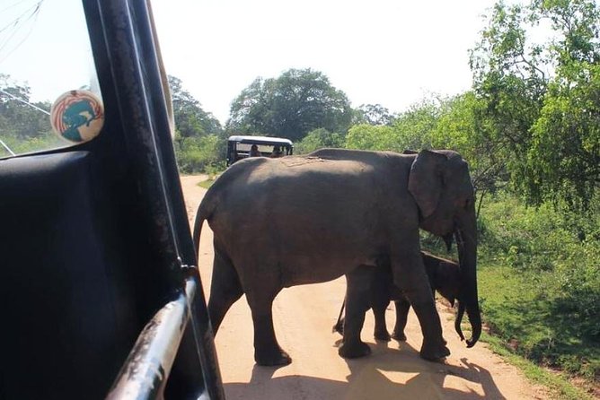 One Day Udawalawe Safari from Galle/Mirissa/Unawatuna/Hikkaduwa - What the $184.94 price really covers