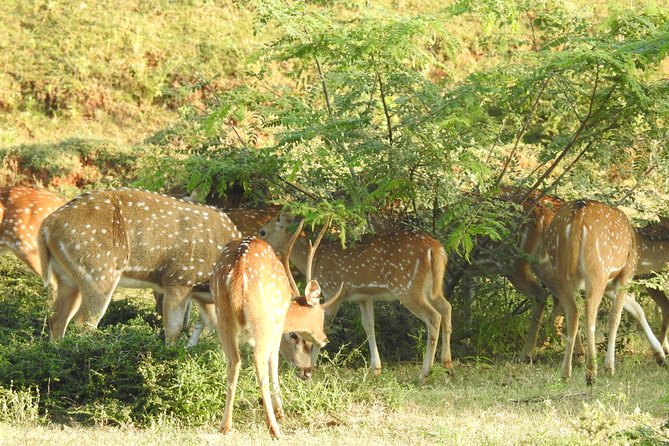 One Day Udawalawe Safari from Galle/Mirissa/Unawatuna/Hikkaduwa - The strongest parts of the experience