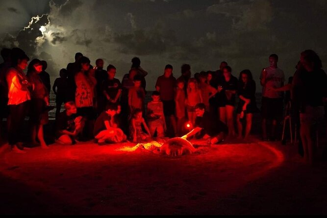 Paradise Turtle Watching Tours - Why Rekawa after dark is the real attraction