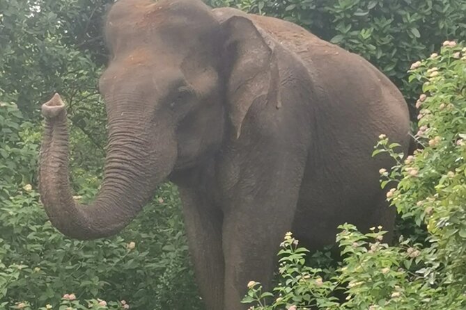 Paradise Udawalawe Safari Tours - What the $27.50 price really buys you