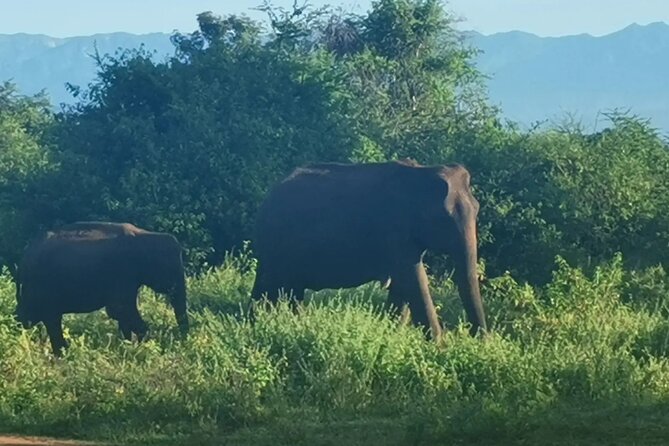 Paradise Udawalawe Safari Tours - Who will get the most from this safari