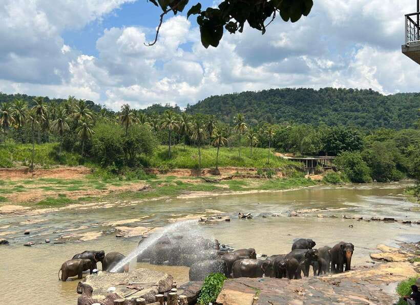 Pinnawala Day Tour from Kandy (Private tour ) - Key points to know before booking