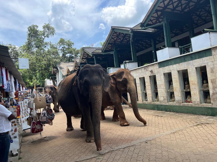 Pinnawala Day Tour from Kandy (Private tour ) - Pinnawala and the elephant question
