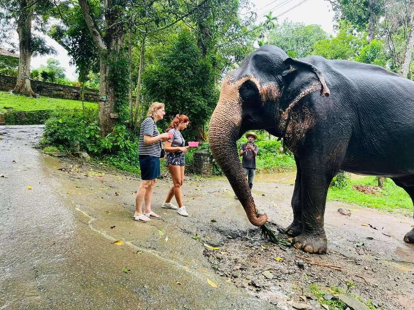 Pinnawala Day Tour from Kandy (Private tour ) - Big Buddha and Kandy views