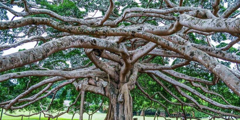 Pinnawala & Kandy Day Tour from Negombo - Lunch, local flavors, and extra spending