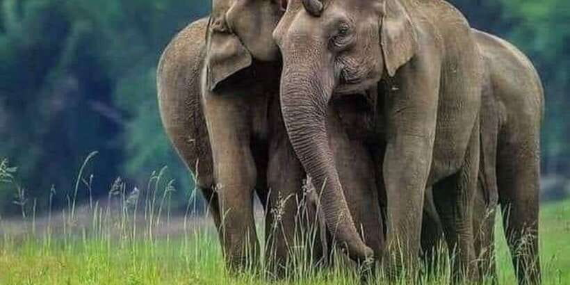 Polonnaruwa Day Tour With Minneriya NP Elephant Safari - Practical advice for a smoother outing