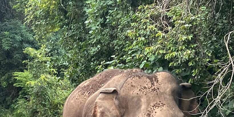Polonnaruwa Sight Seeing Tour and Minneriya Elephant Safari - Why this day works: ruins in the morning, elephants at sunset