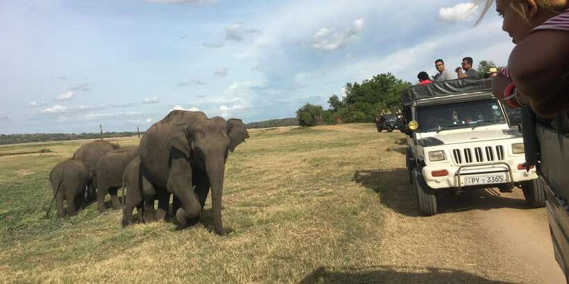 Polonnaruwa Sight Seeing Tour and Minneriya Elephant Safari - Three hours among Polonnaruwa’s royal ruins
