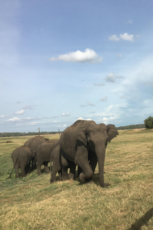 Polonnaruwa Sight Seeing Tour and Minneriya Elephant Safari - Lunch with local curries and a view