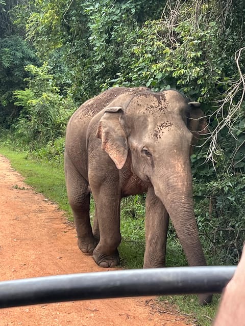 Polonnaruwa Sight Seeing Tour and Minneriya Elephant Safari - Price, extra fees, and what the $59 really buys