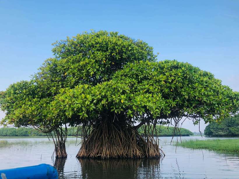 Pottuvil Lagoon Eco Tour : Mangrove Adventure in Arugam Bay - The ten-minute safety briefing matters