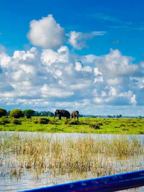 Pottuvil Lagoon Eco Tour : Mangrove Adventure in Arugam Bay - Crocodiles are the easiest big sighting