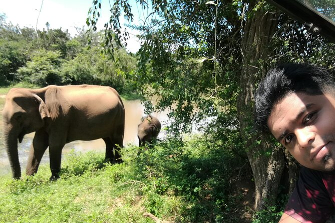 Private Dambulla Sigiriya Tour from Kandy with friendly chauffeur - The Minneriya elephant safari