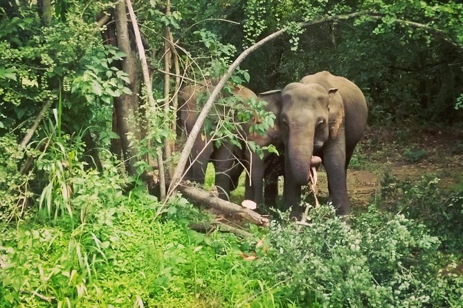 Private Dambulla Sigiriya Tour from Kandy with Lunch - Why this private Kandy day trip works