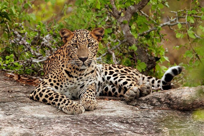 Private Day Tour from Colomb to Yala Safari (Leopard Safari Tour) - Sithulpawwa and the spiritual side of the area