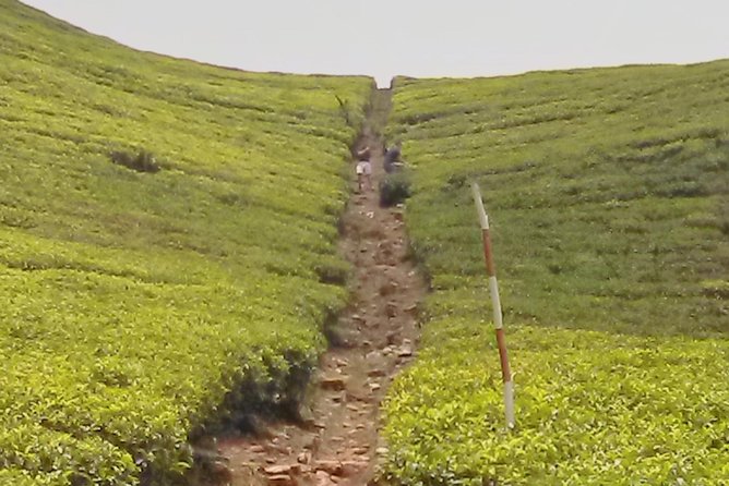 Private Day trip Kandy & pinnawala with your selected attractions - Why this Colombo to Kandy day trip works