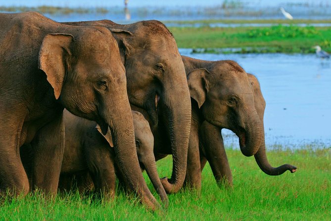 Private Day Trip to Sigiriya, cave and National park Safari Tour - The long road from Colombo, Negombo, or Kandy