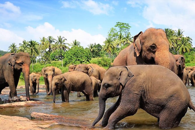 Private Day Trip to Sigiriya, cave and National park Safari Tour - Practical details that can prevent trouble