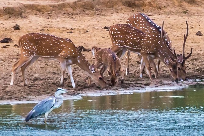 Private Day Trip to Yala National Park from Colombo - Tissamaharama is the practical lunch point