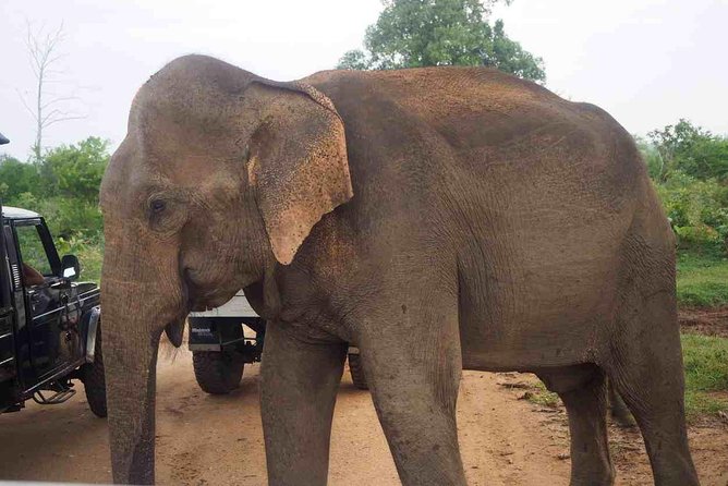 Private Day Trip to Yala National Park from Colombo - The timing problem deserves your attention