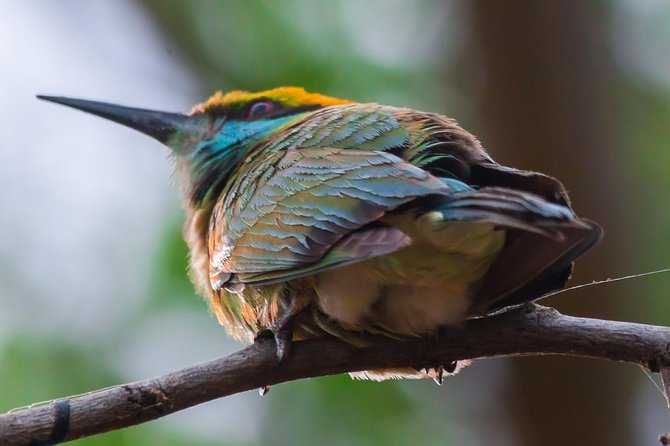 Private Day Trip to Yala National Park from Colombo - What the tour includes, and what you still pay for