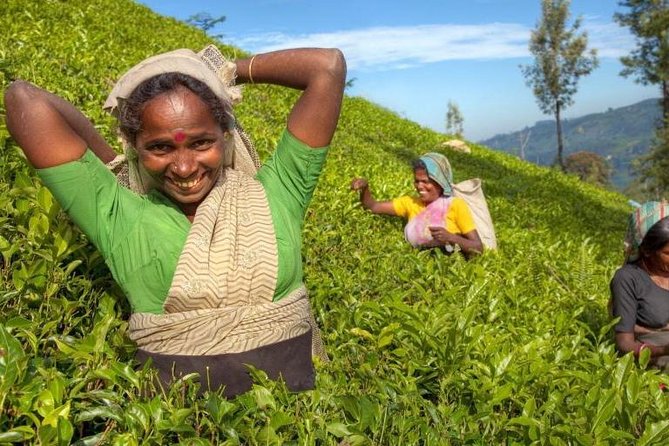 Private Full Day Tour to Nuwara Eliya from Kandy - Key Points at a Glance