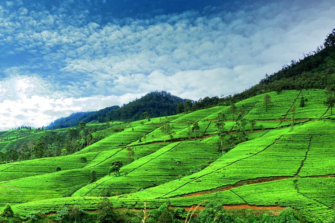 Private Full Day Tour to Nuwara Eliya from Kandy - From Kandy to Sri Lanka’s Tea Highlands