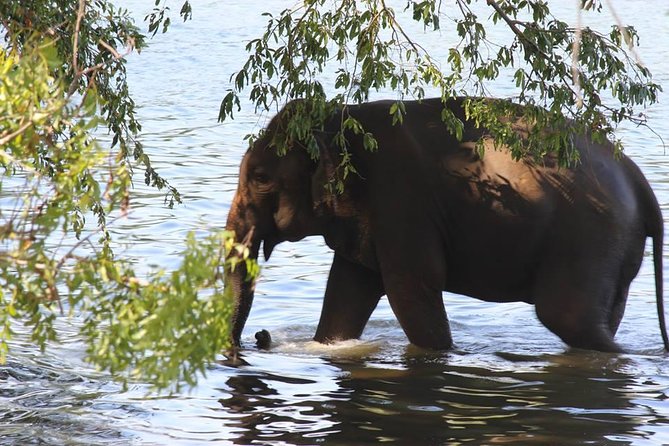 Private Half Day Safari in Udawalawe National Park - Key points to know before booking