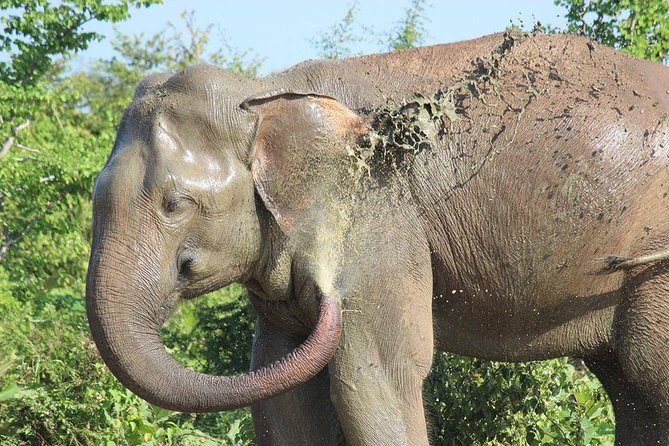 Private Half Day Safari in Udawalawe National Park - Why Udawalawe is a strong choice for a short safari