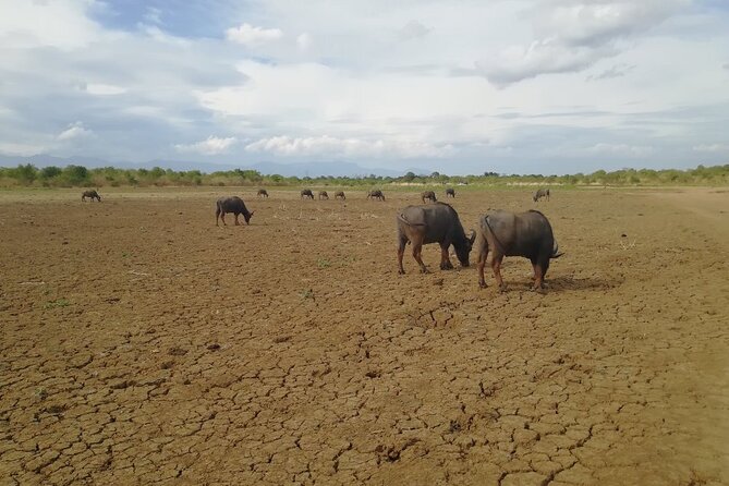 Private Half Day Safari in Udawalawe National Park - What the $30 price really covers