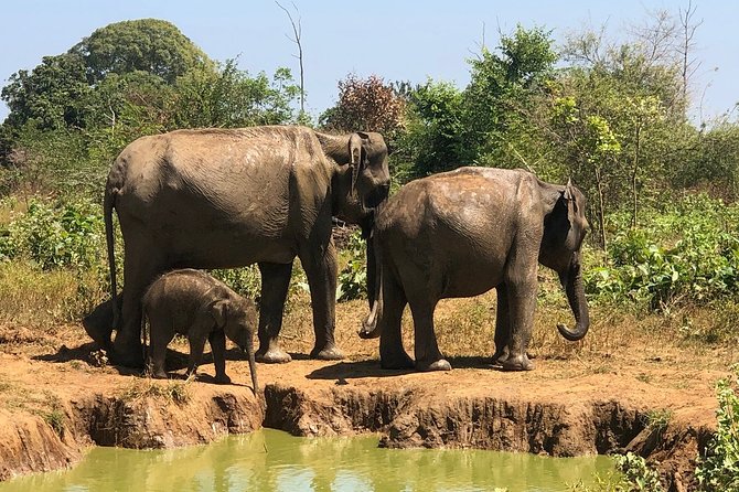 Private Half Day Safari in Udawalawe National Park - The early start and hotel pickup from Udawalawe