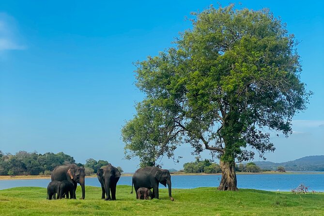 Private Jeep Safari at Minneriya and Kaudulla National Parks - Key points at a glance