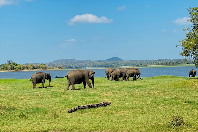 Private Jeep Safari at Minneriya and Kaudulla National Parks - Why the park choice matters in this part of Sri Lanka