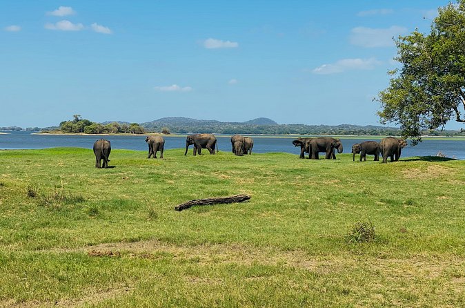 Private Jeep Safari at Minneriya and Kaudulla National Parks - Kaudulla and the seasonal elephant Gathering
