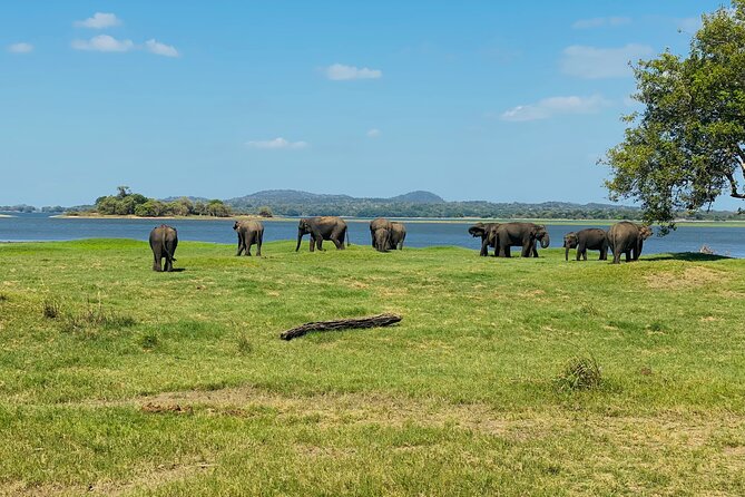Private Jeep Safari at Minneriya and Kaudulla National Parks - Hurulu Eco Park as the lower-cost alternative