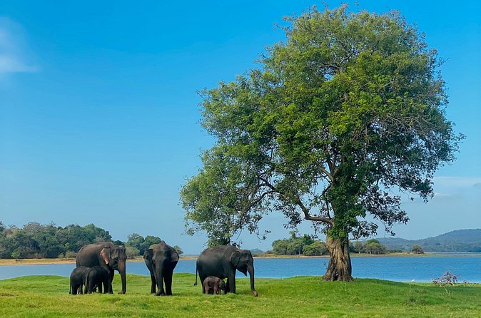 Private Jeep Safari at Minneriya and Kaudulla National Parks - What the $28 price really covers