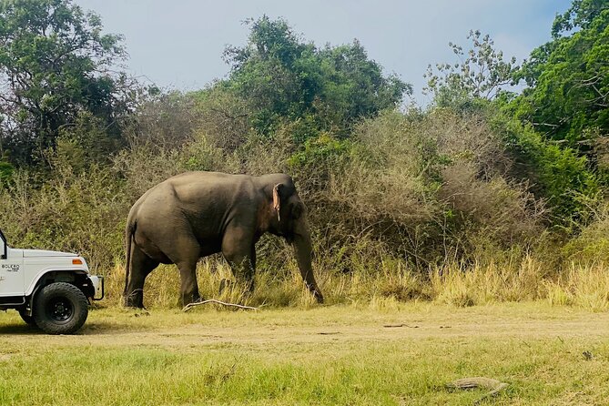 Private Jeep Safari at Minneriya and Kaudulla National Parks - Who will get the most from this safari