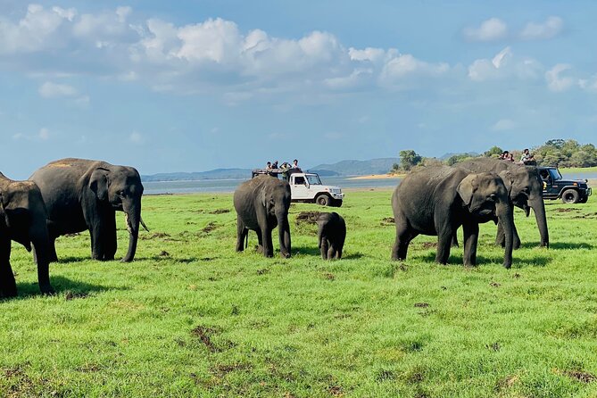 Private Jeep Safari at Minneriya and Kaudulla National Parks - Inside Minneriya National Park