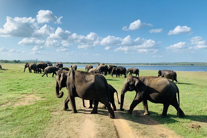 Private Jeep Safari at Minneriya National Park to Visit Elephants - What the three to four hours actually feel like