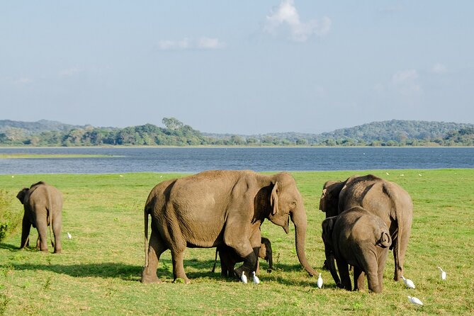 Private Jeep Safari at Minneriya National Park to Visit Elephants - The guides can make or break the outing