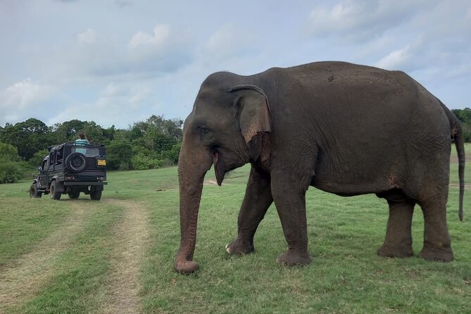 Private Jeep Safari at Minneriya National Park to Visit Elephants - Ethical viewing is worth paying attention to