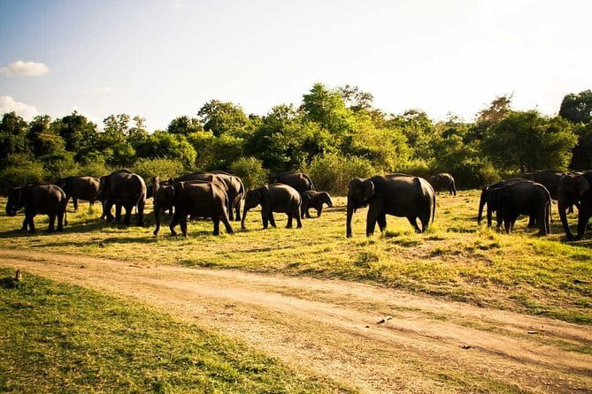 Private Jeep Safari To one of a Best National Park - Why this safari works well from Sigiriya