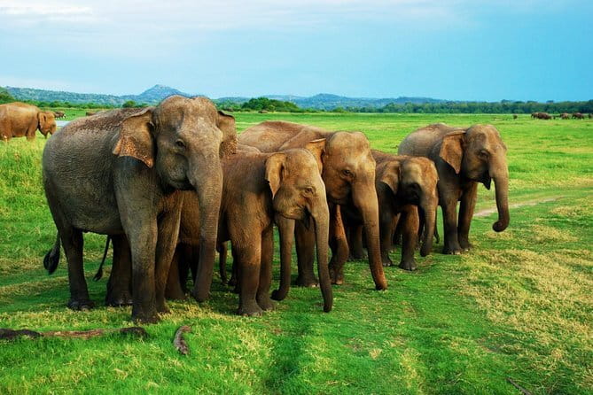 Private Jeep Safari To one of a Best National Park - Choosing Minneriya National Park