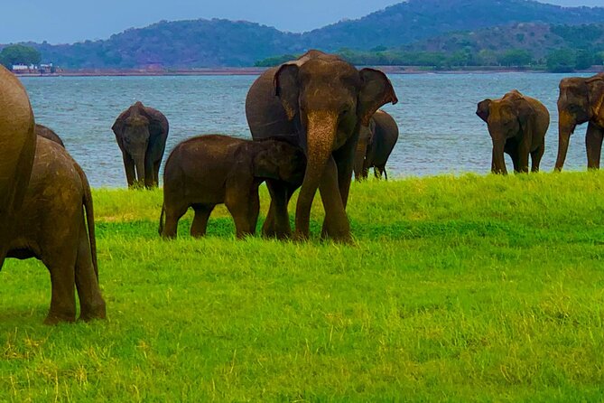 Private Polonnaruwa Ruins & Minneriya Safari Tour from Sigiriya - Driver Service and the Long Day