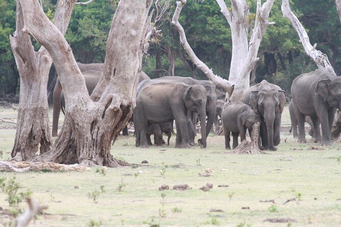 Private Safari Tours in Minneriya National Park - Why Minneriya is a strong safari choice