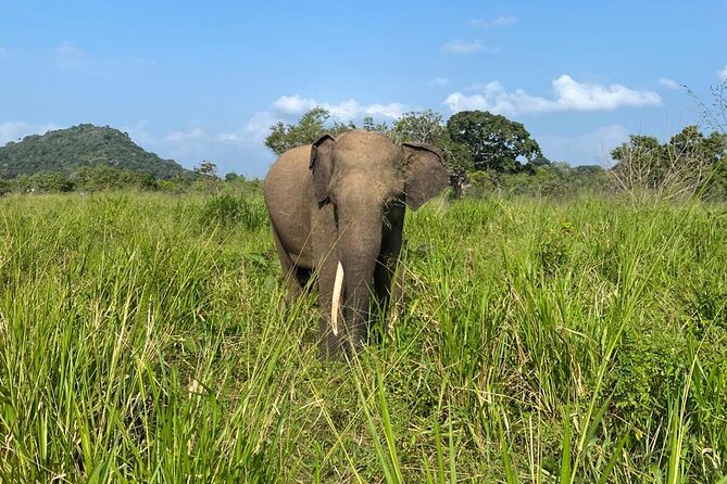 Private Safari Tours in Minneriya National Park - Birds and smaller wildlife in Minneriya