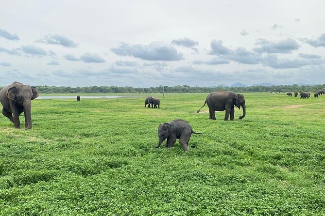 Private Safari Tours in Minneriya National Park - The private format and the value of personal attention